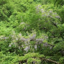 増水した渓でイワナ爆釣